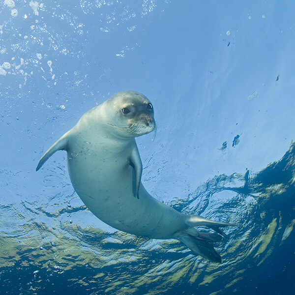 Mediterranean Monk Seal Food Web Wallpaper