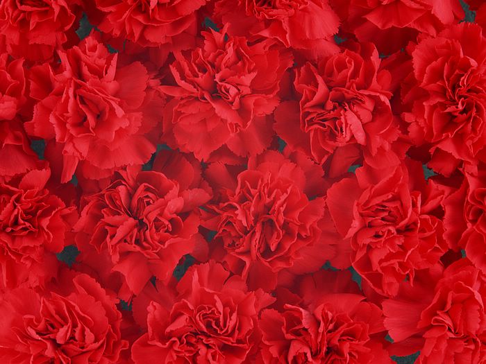 Carnation Wallpaper Mother S Day Flowers Dense Red