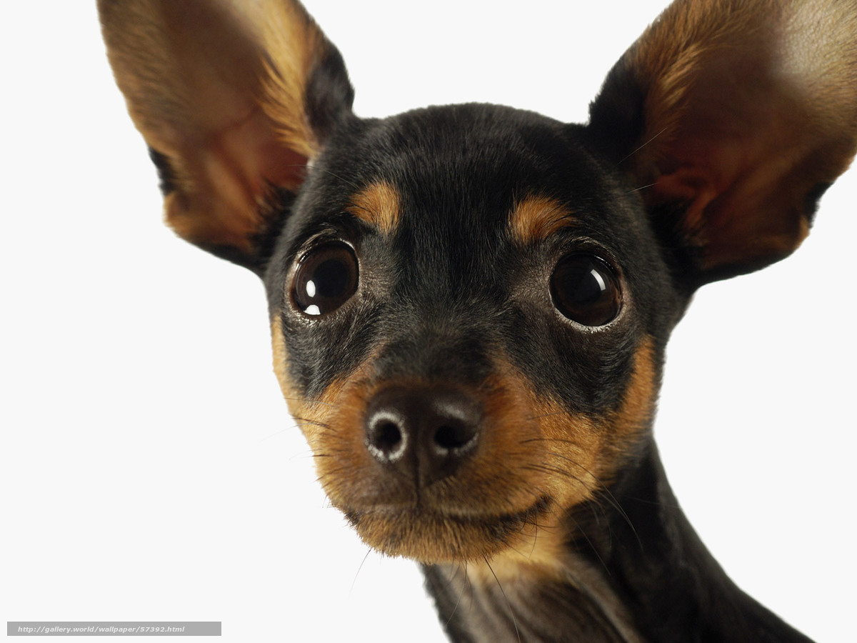 Wallpaper Chihuahua Dog Ears Eyes Desktop