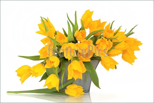  Flowers    Yellow tulip flowers in a pewter vase isolated over white