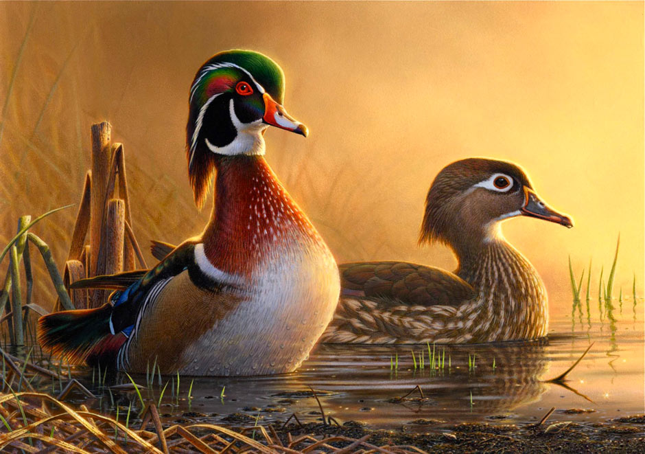 Wood Duck Painting At Paintingvalley Explore Collection Of