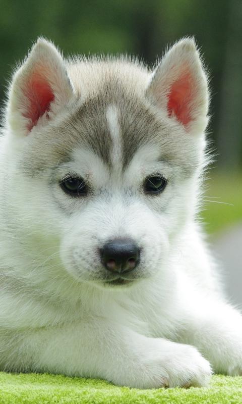 Cute Puppy Wallpaper Android Apps On Google Play
