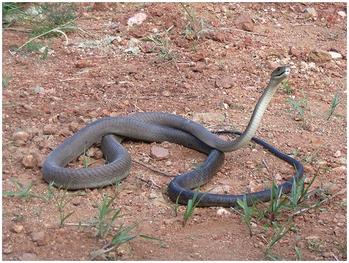 Black Mamba Snake Snakebite