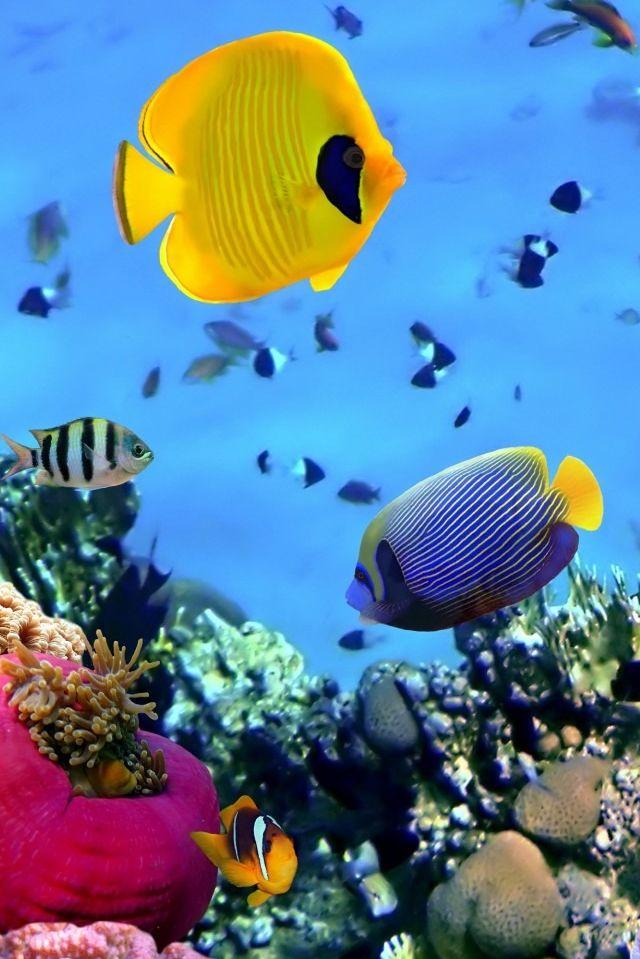 iPhone S Wallpaper