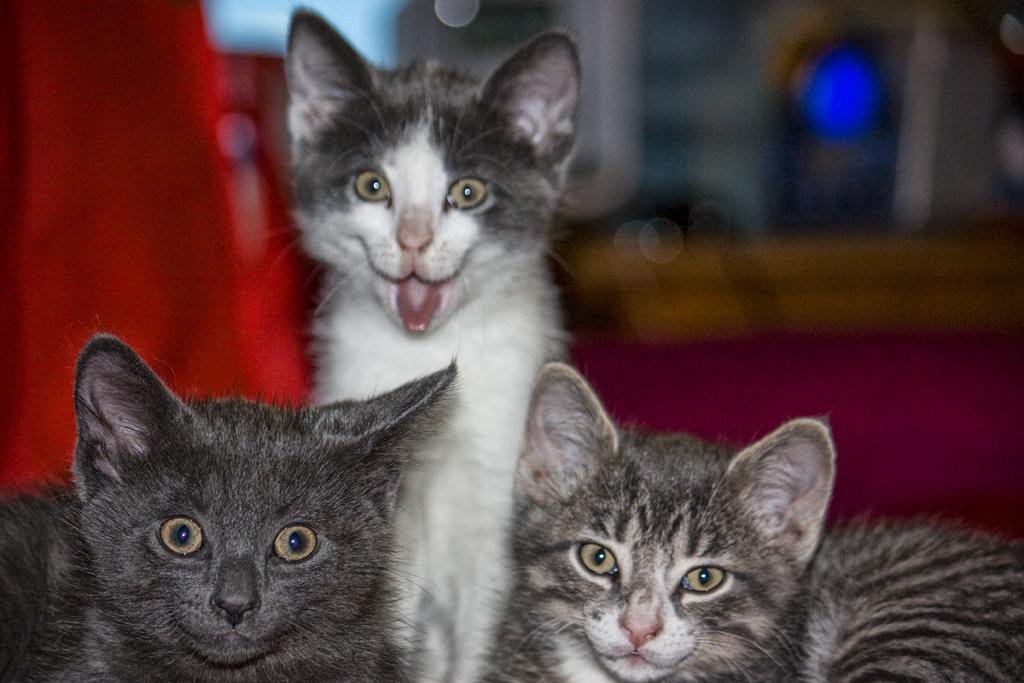 Funny Kitten Wallpaper