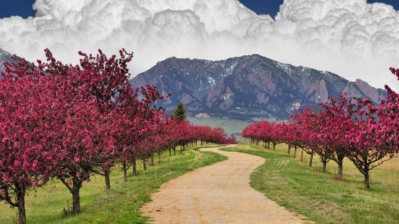 1366x768 Colorado Spring Blossoms desktop PC and Mac wallpaper