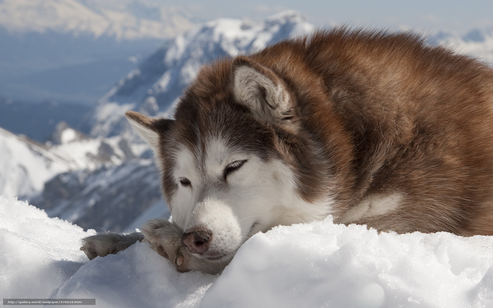 Wallpaper Dog Husky Winter Snow Desktop In