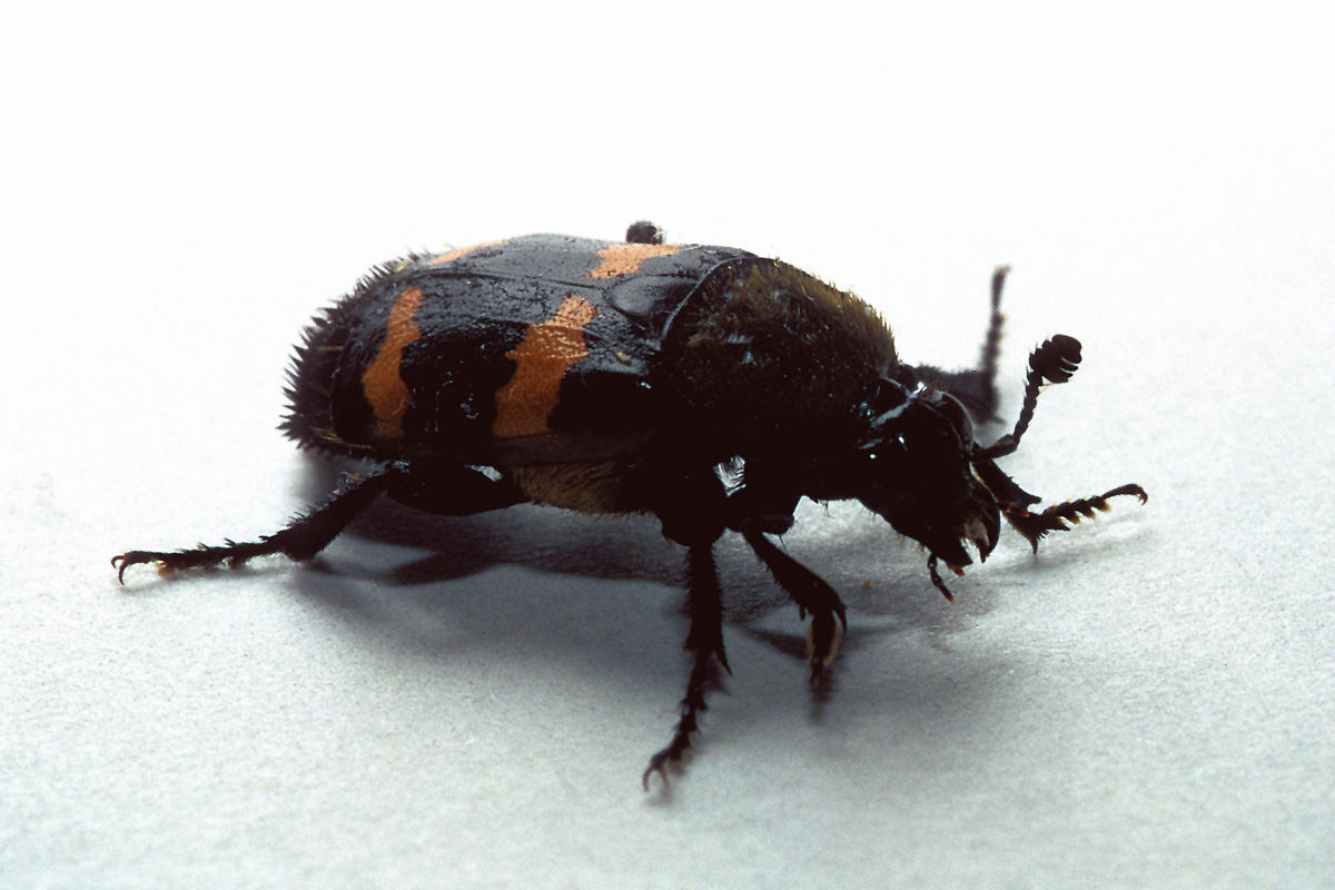 Hairy Burying Beetle Photo Everystockphoto