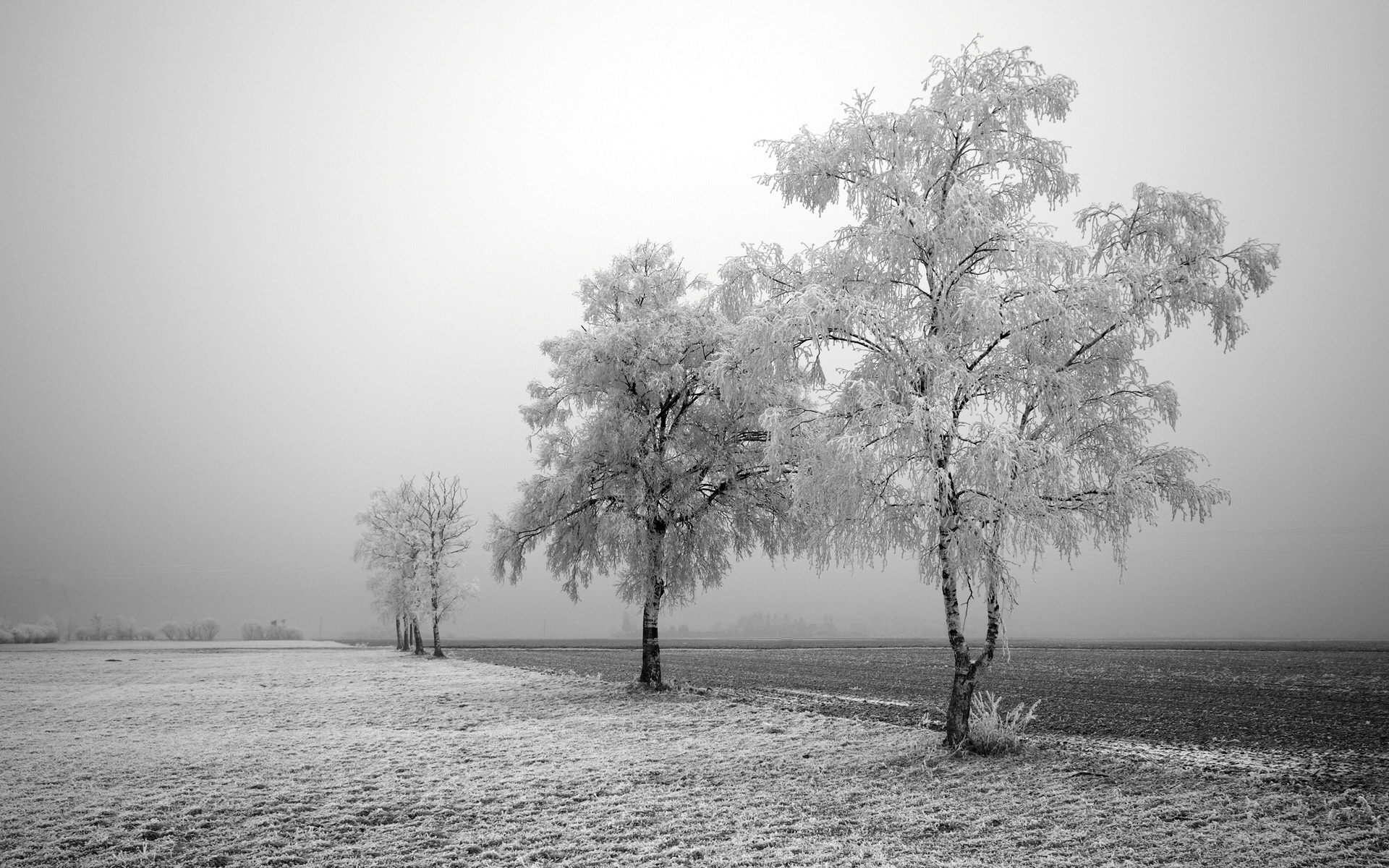 Frozen Field And Trees Wallpaper Stock