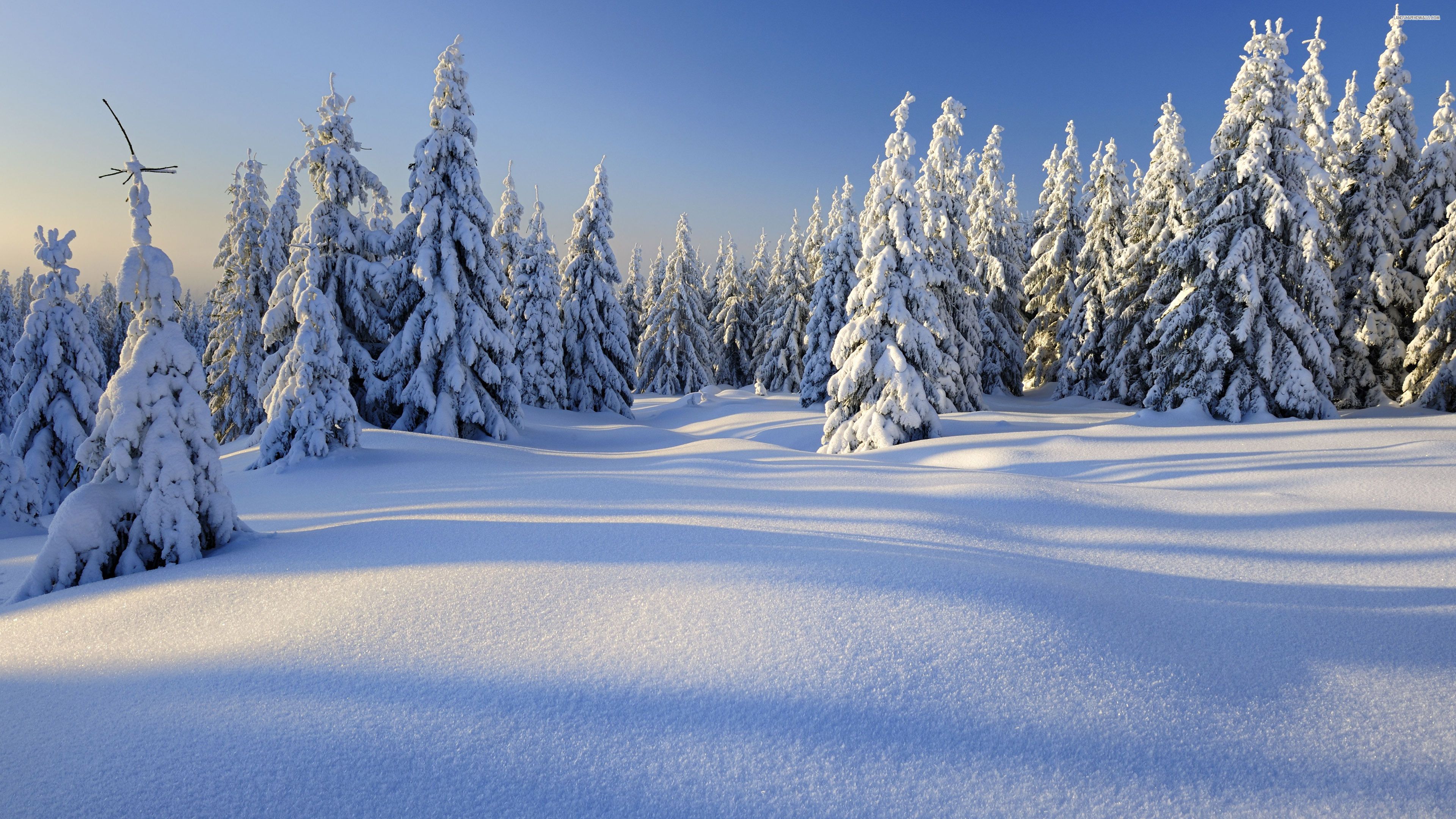 A picturesque winter landscape with snow-covered pine trees under a clear blue sky