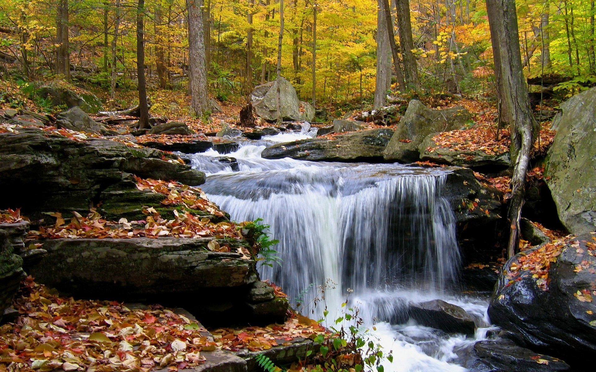 Photo Of Forest Waterfall Wallpaper Fall Stones Imagebank Biz