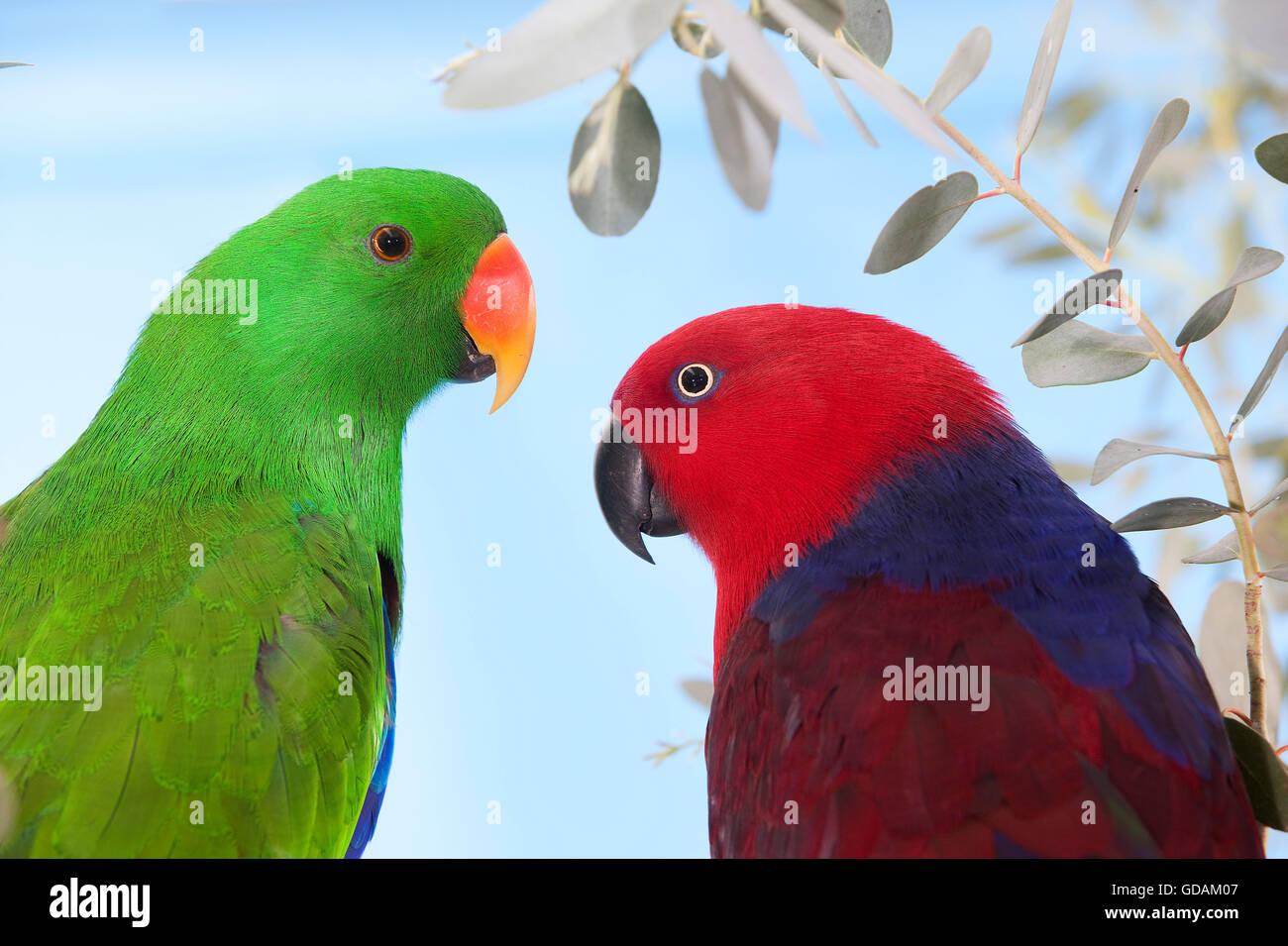 MALE AND FEMALE ECLECTUS PARROT eclectus roratus Stock Photo   Alamy