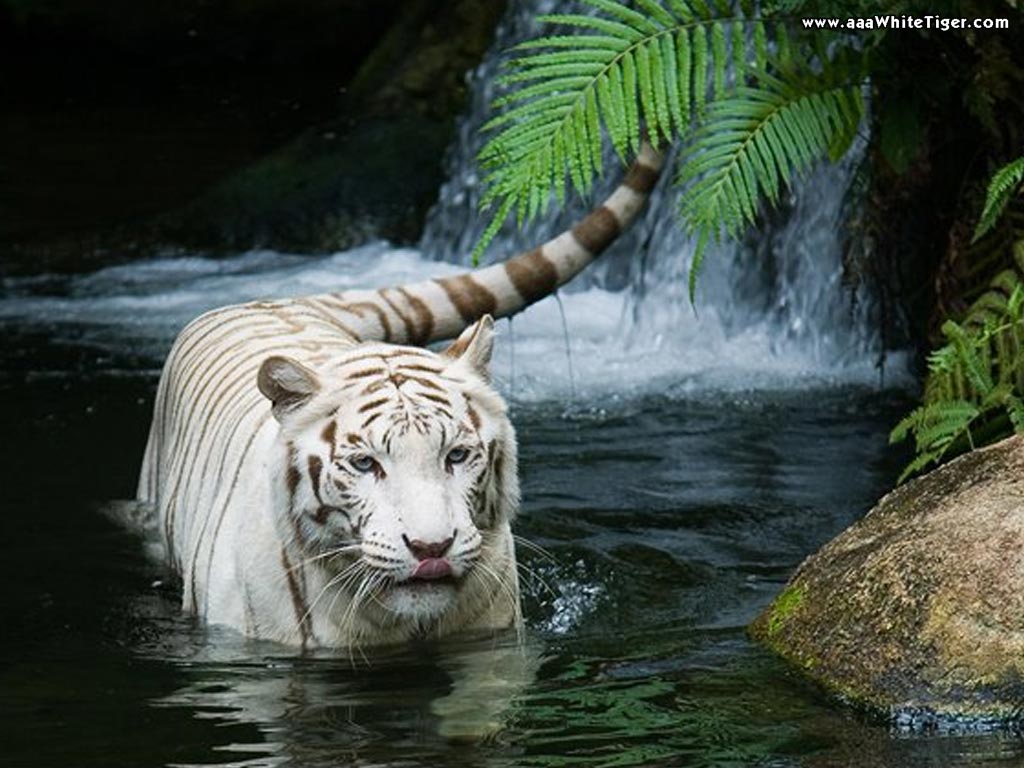Wallpaper Zh Cool Animal