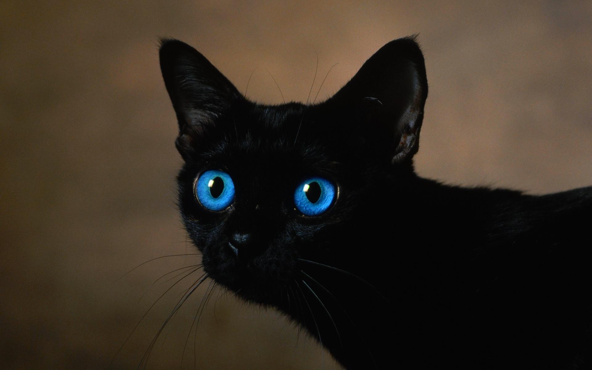 Black Cat With Blue Eyes Hd Wallpaper Wallpaper List