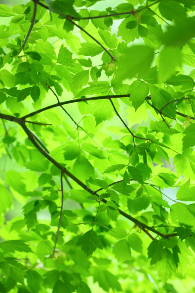 Green Leaves and Branches wallpaper iPhone Wallpapers