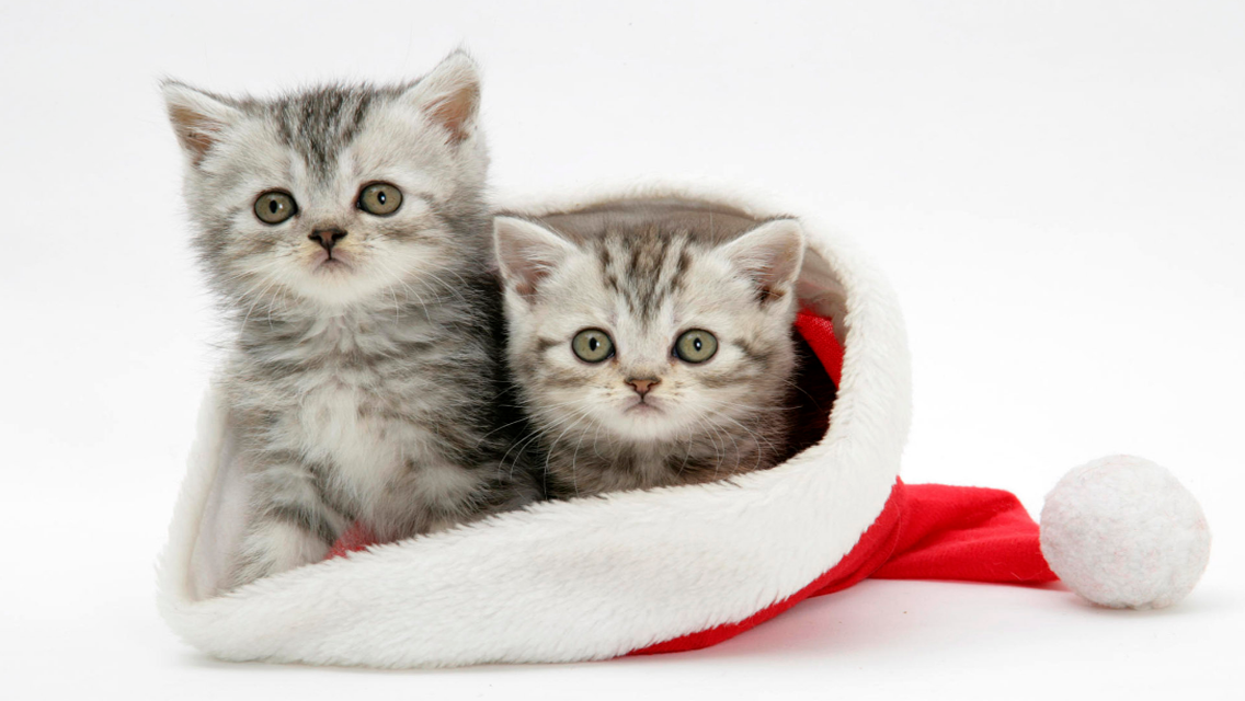 Cat Cute Christmas HD Wallpaper For iPhone
