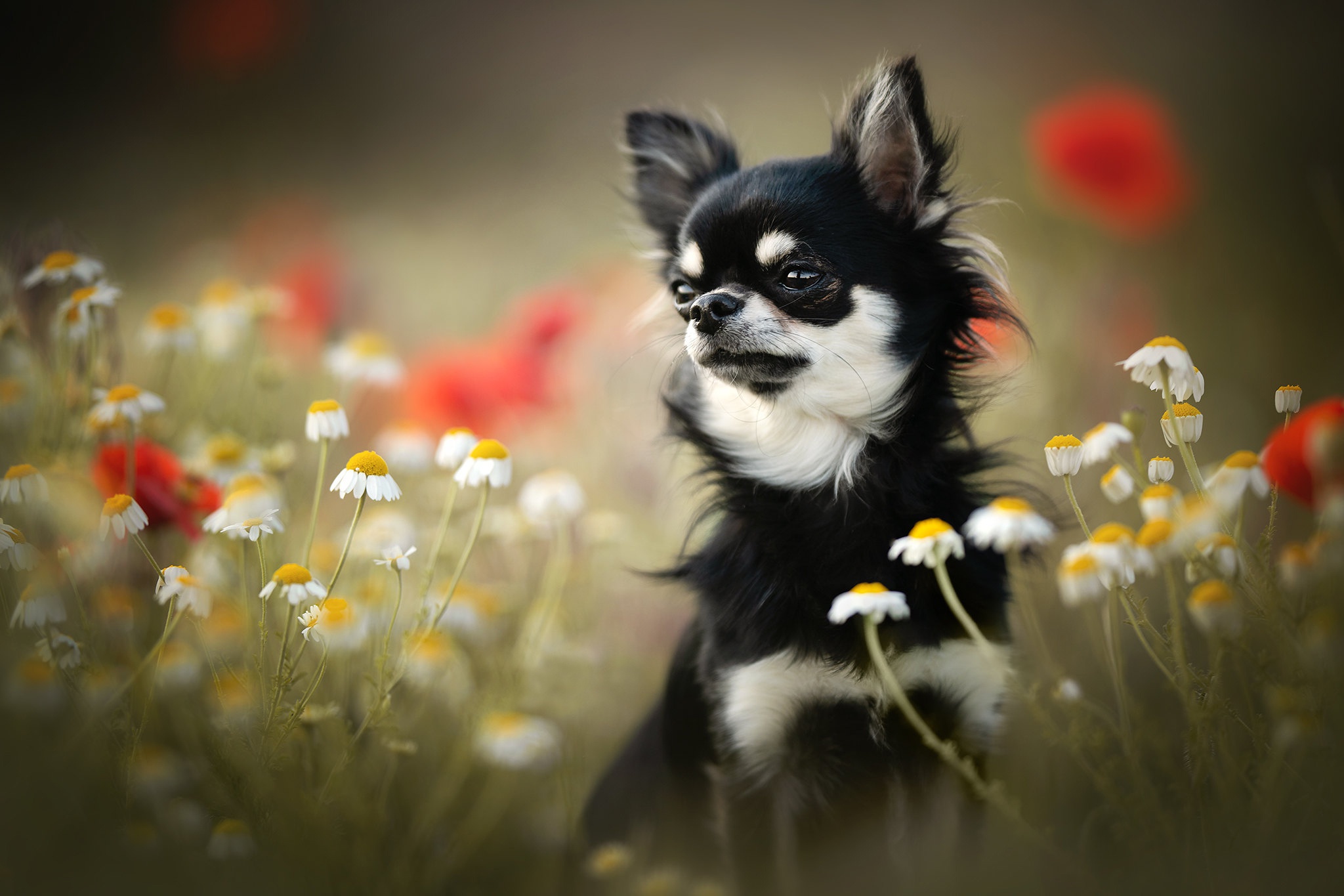 Chihuahua Desktop Wallpaper