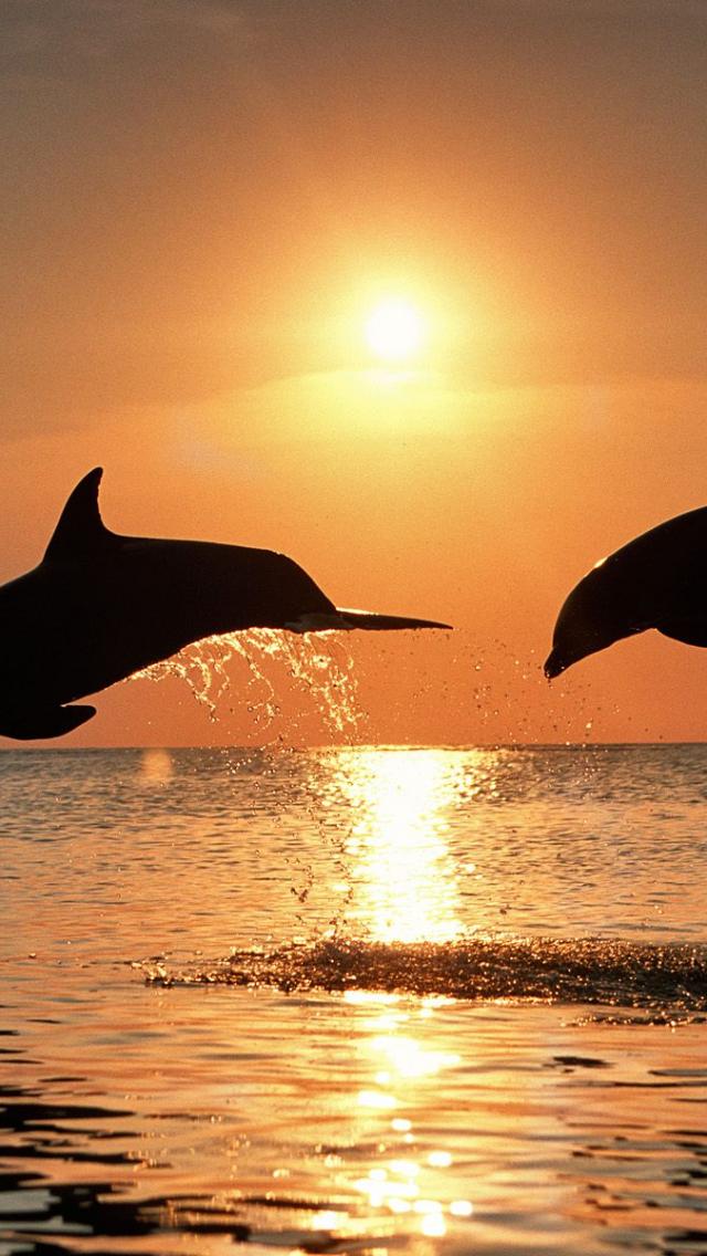 Desktop Dolphin Wallpaper HD Dolphins