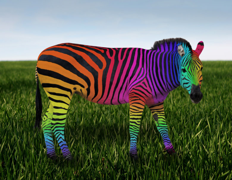 Rainbow Zebra Wallpaper