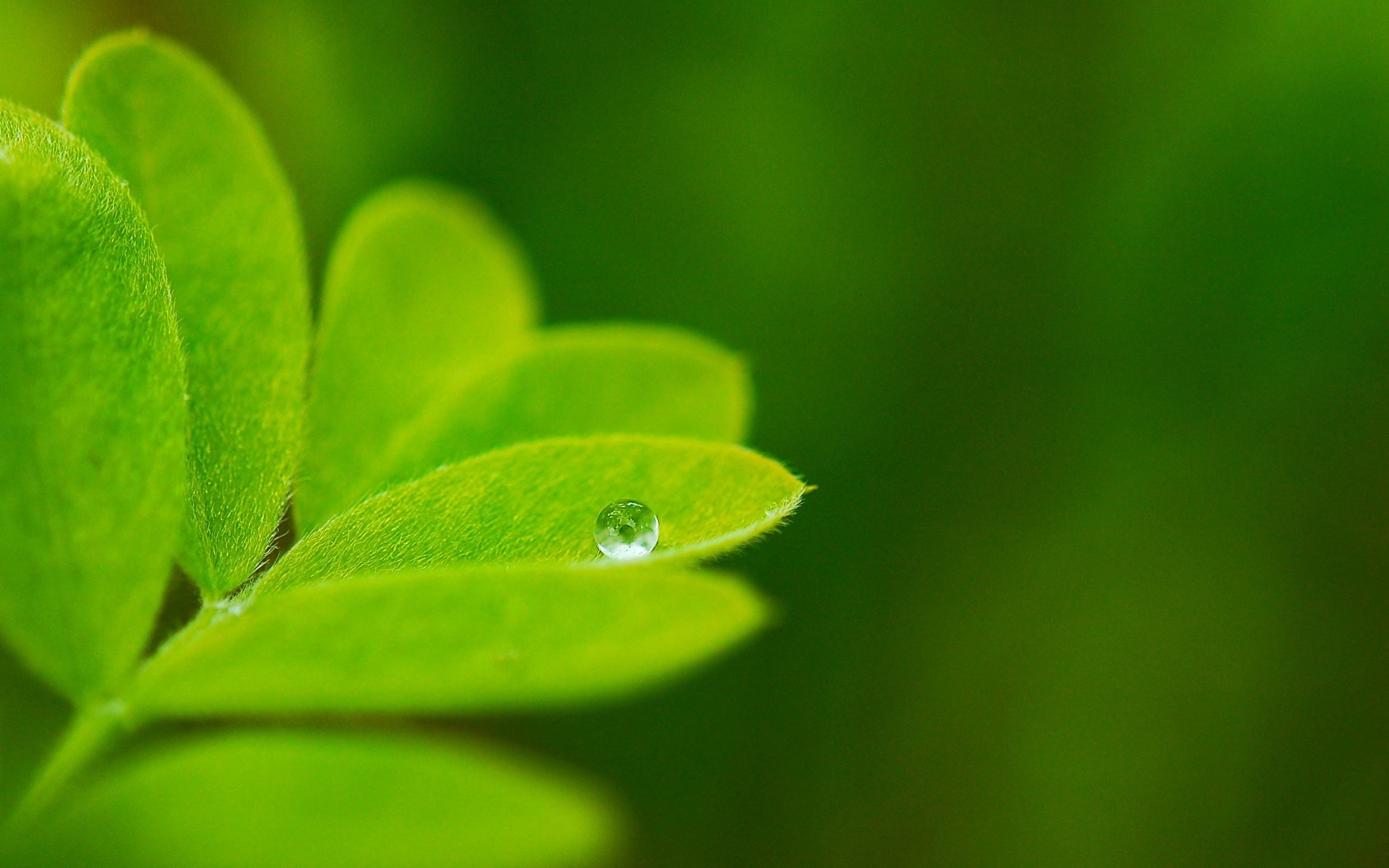 Priroda Green Leaf Drop HD Wallpaper New
