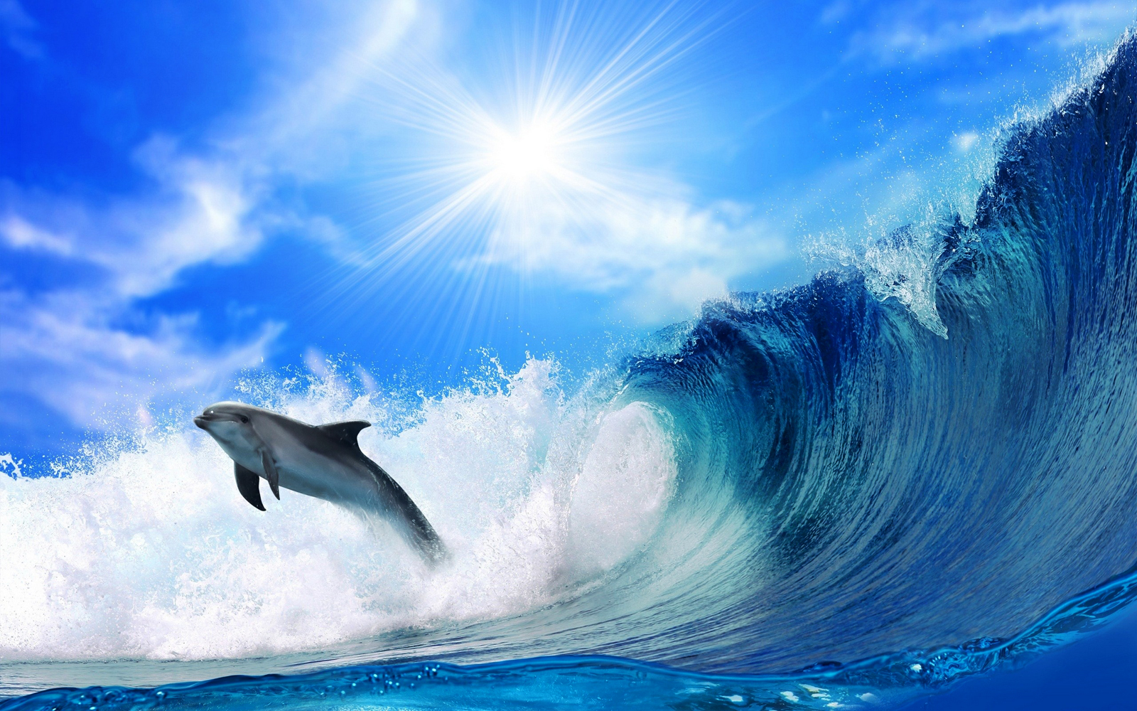 Cute Dolphins HD Wallpaper Collection Image To