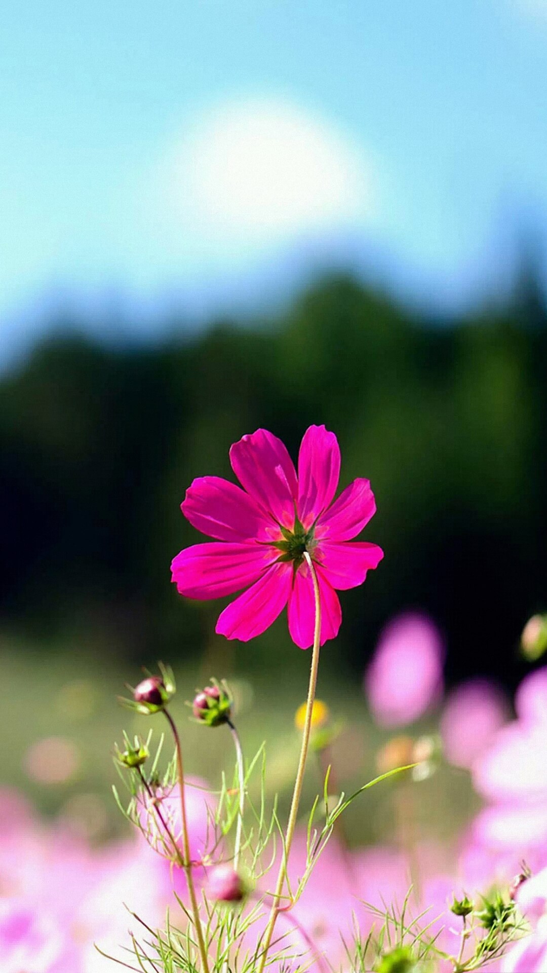 Flower iPhone Background Wallpaper