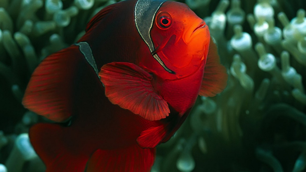 HD Red Fish Wallpaper Screensavers Ventube