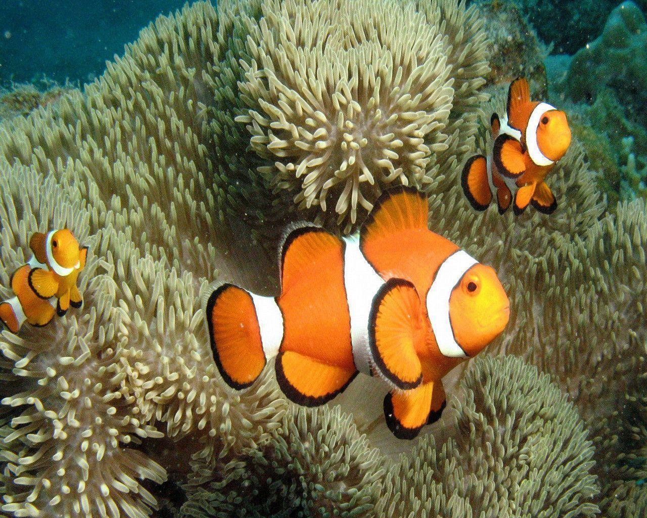 Clownfish Background