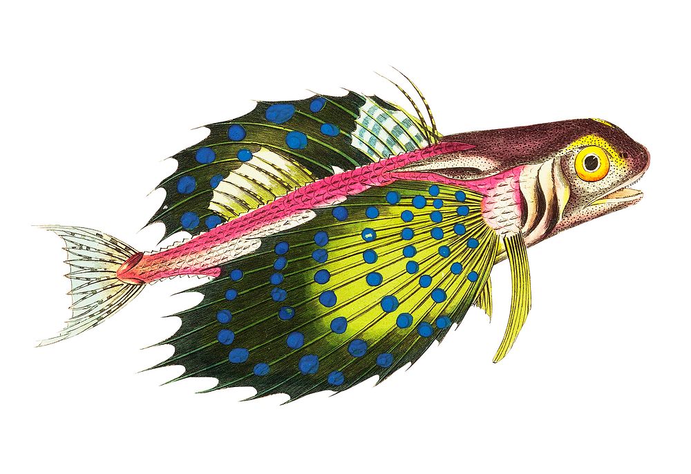Flying Gurnard Reddish Illustration Wallpaper