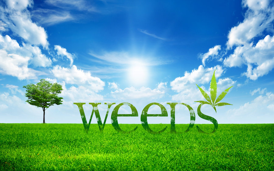 Weeds Wallpaper By Arvin714