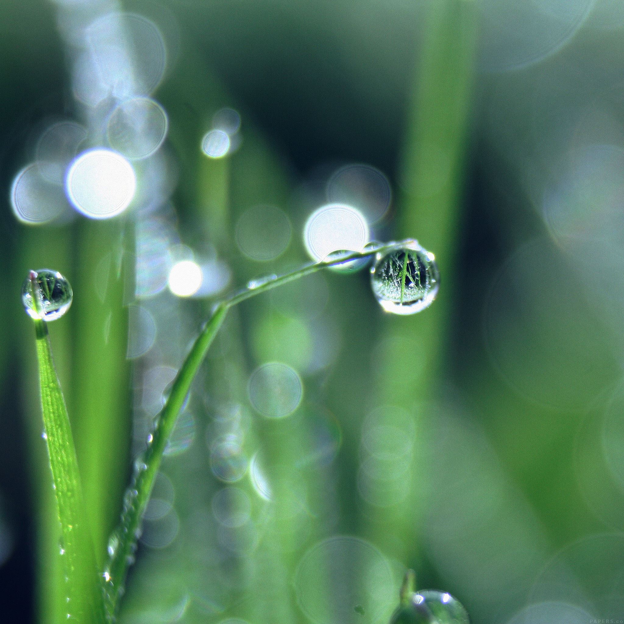 Close-up of dewdrops clinging to blades of grass, reflecting the surrounding greenery in their spherical forms