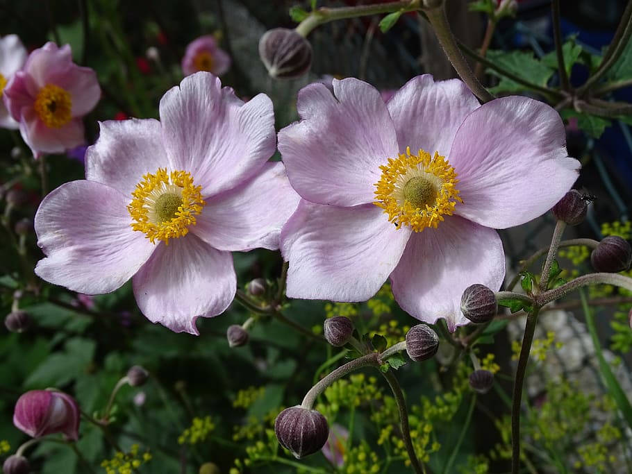 Anemone Flower Wallpaper