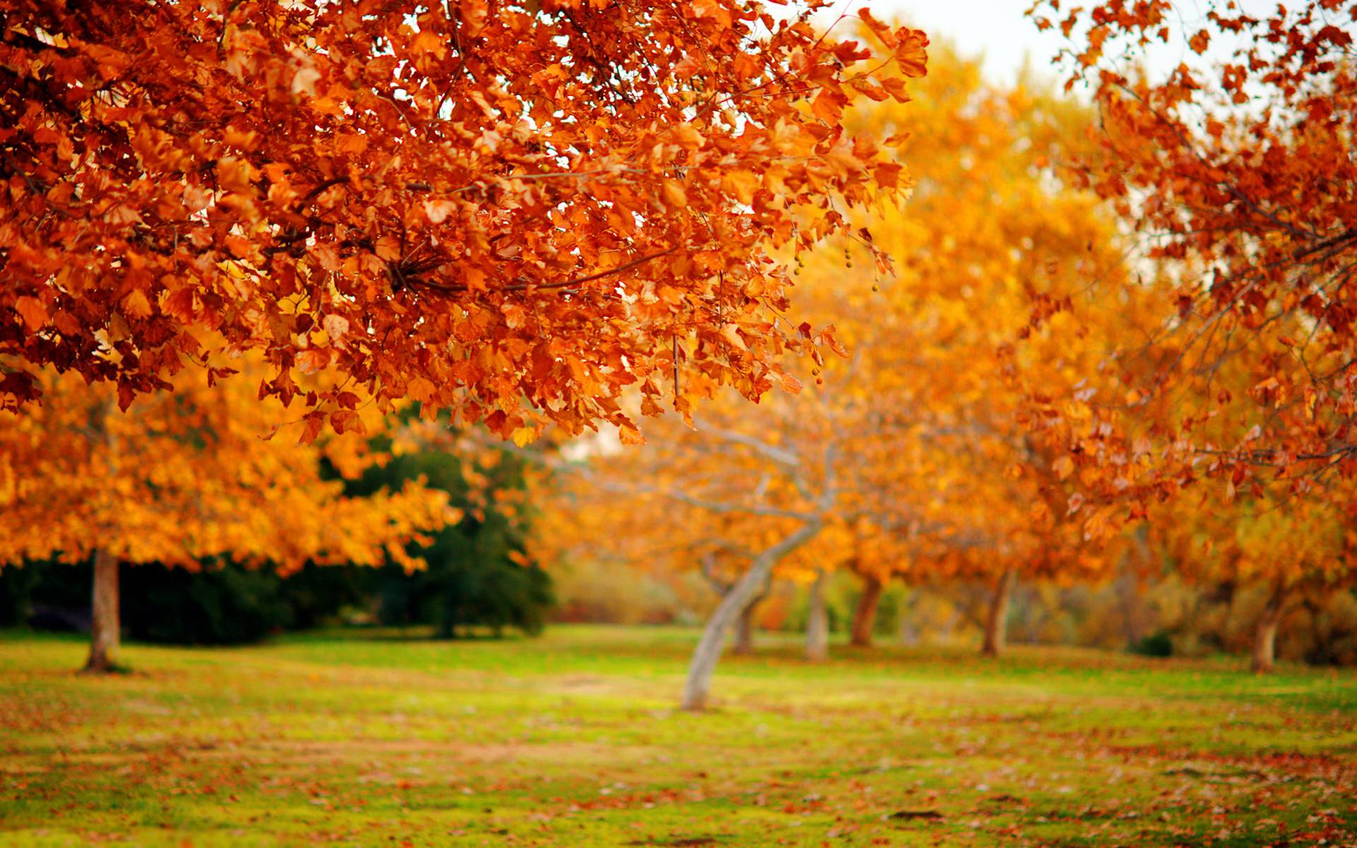 Fall Nature Wallpaper High Resolution HD Smadata