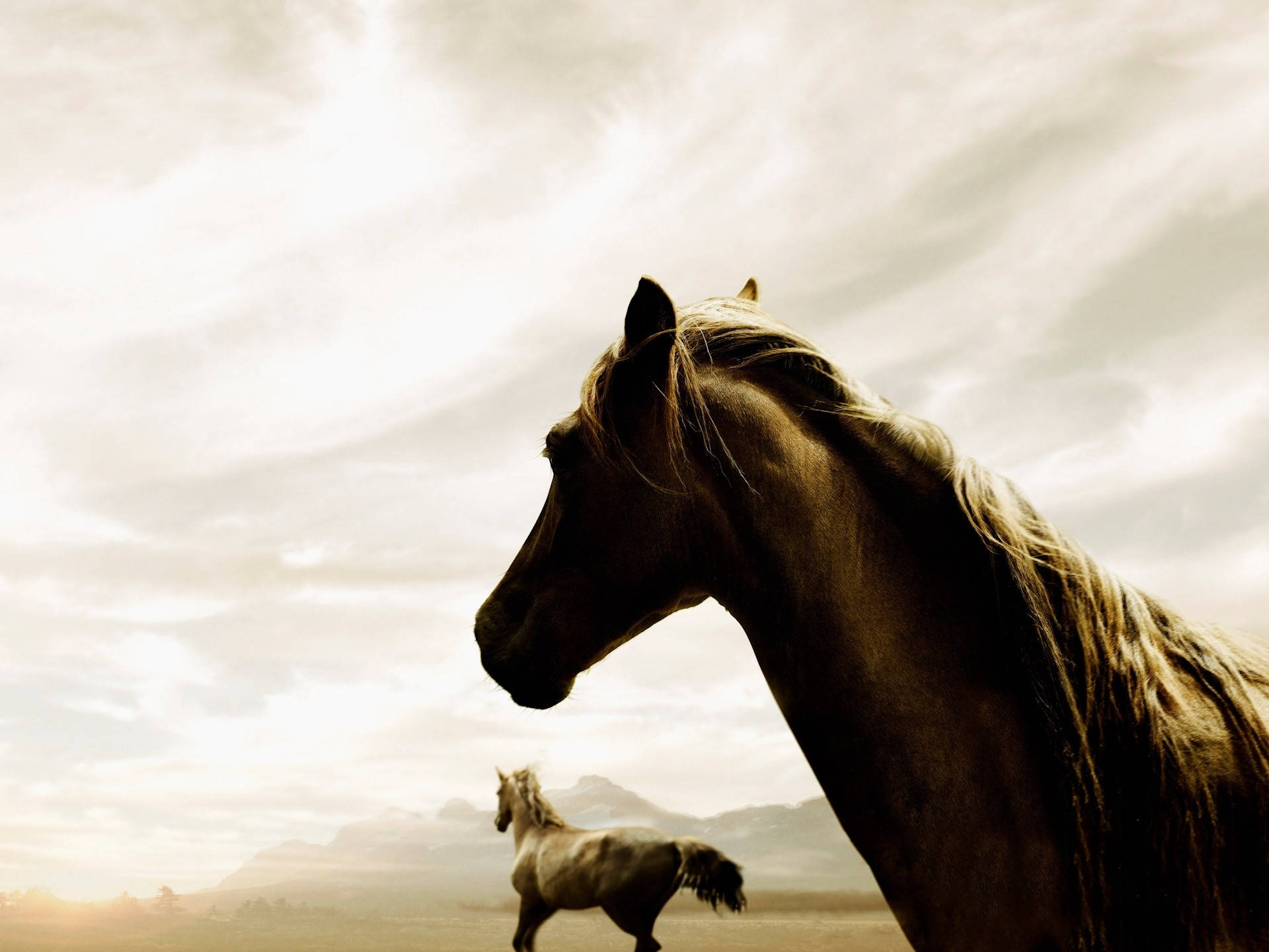 Running Horse Wallpaper Computer