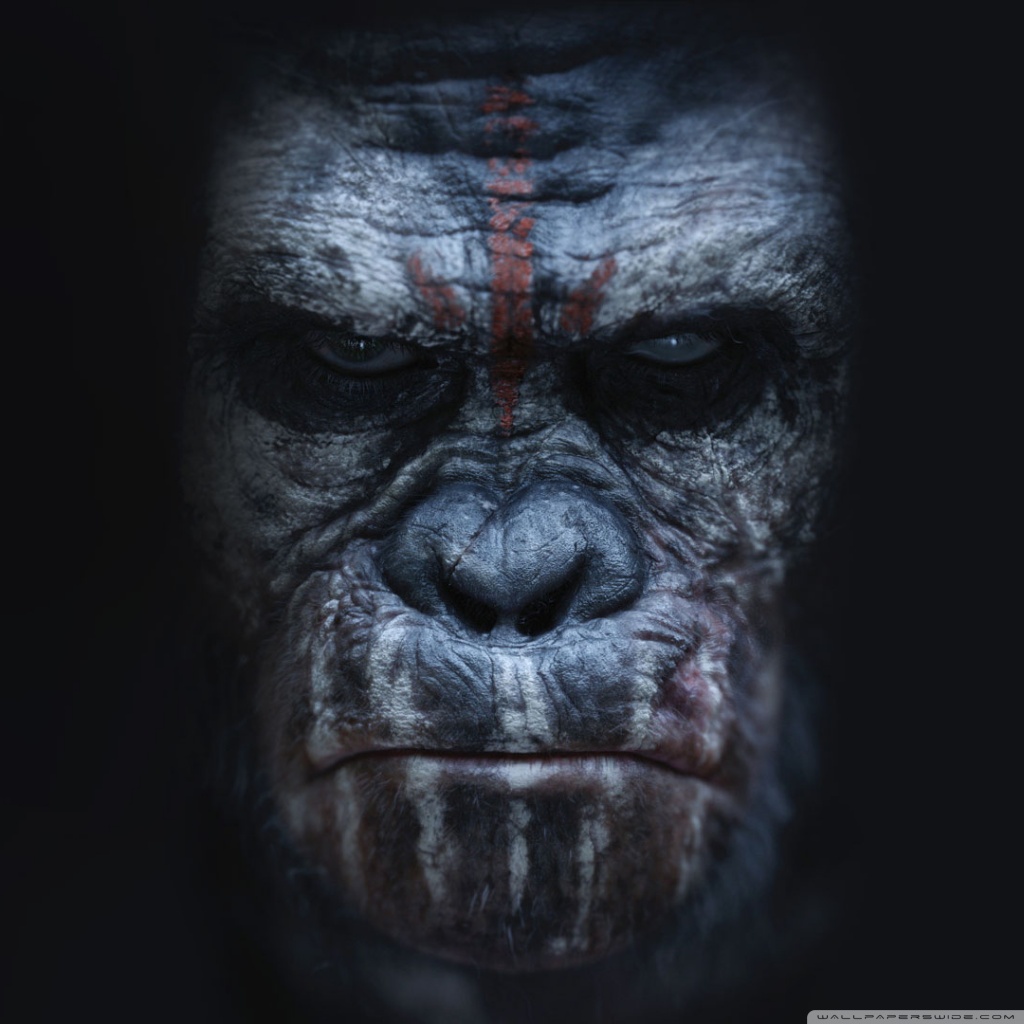 Ape Wallpaper Related Keywords amp Suggestions   Ape
