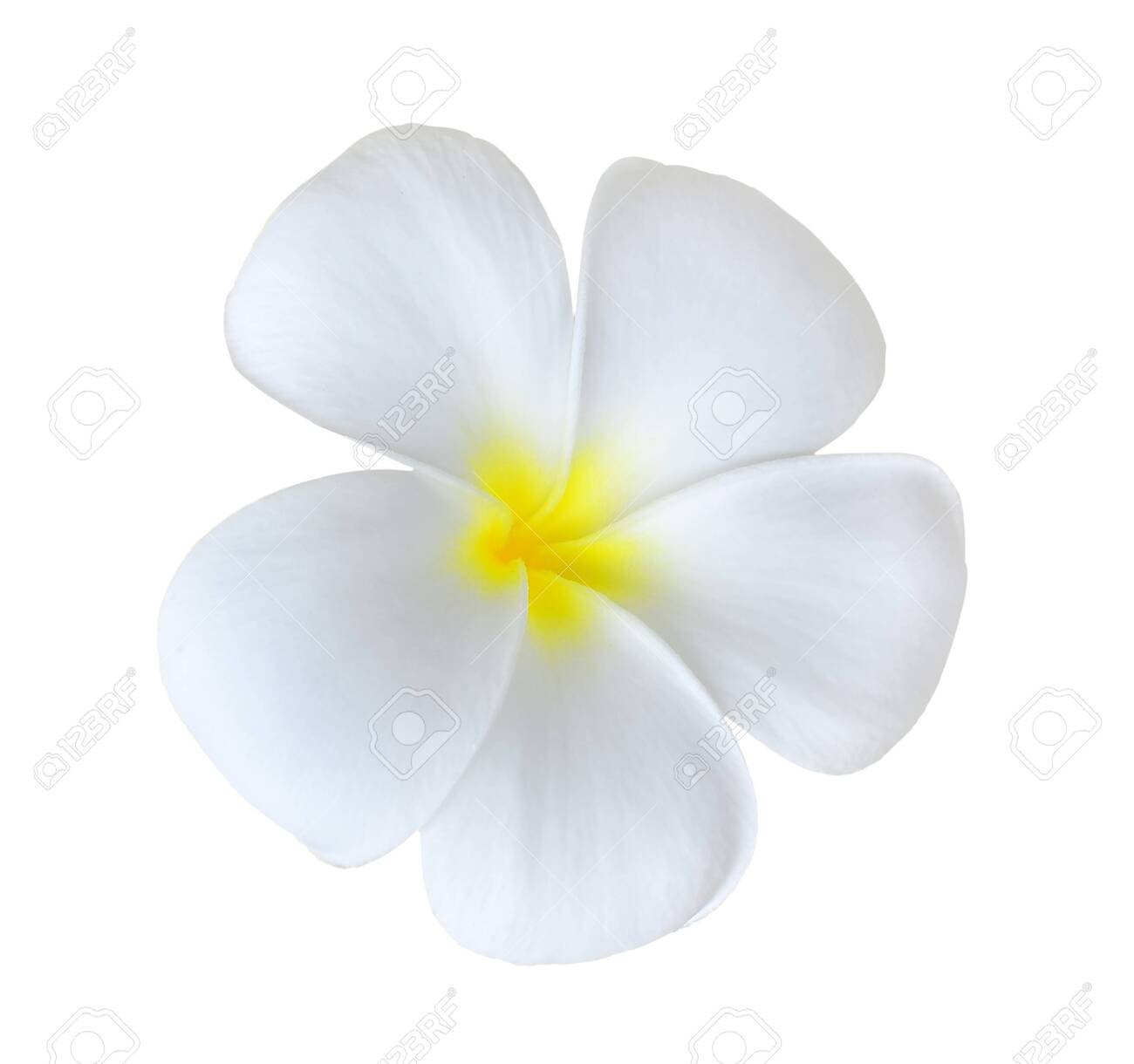 free-download-beautiful-white-plumeria-rubra-flowers-isolated-on-white