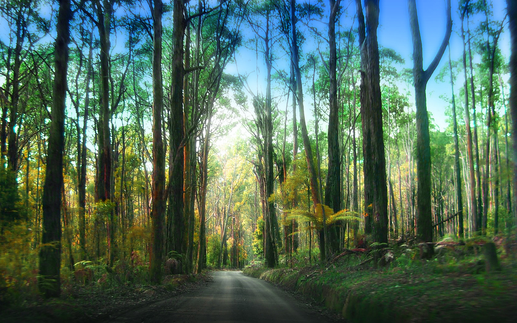 Redwood Forest By Makavre Desktop Wallpaper