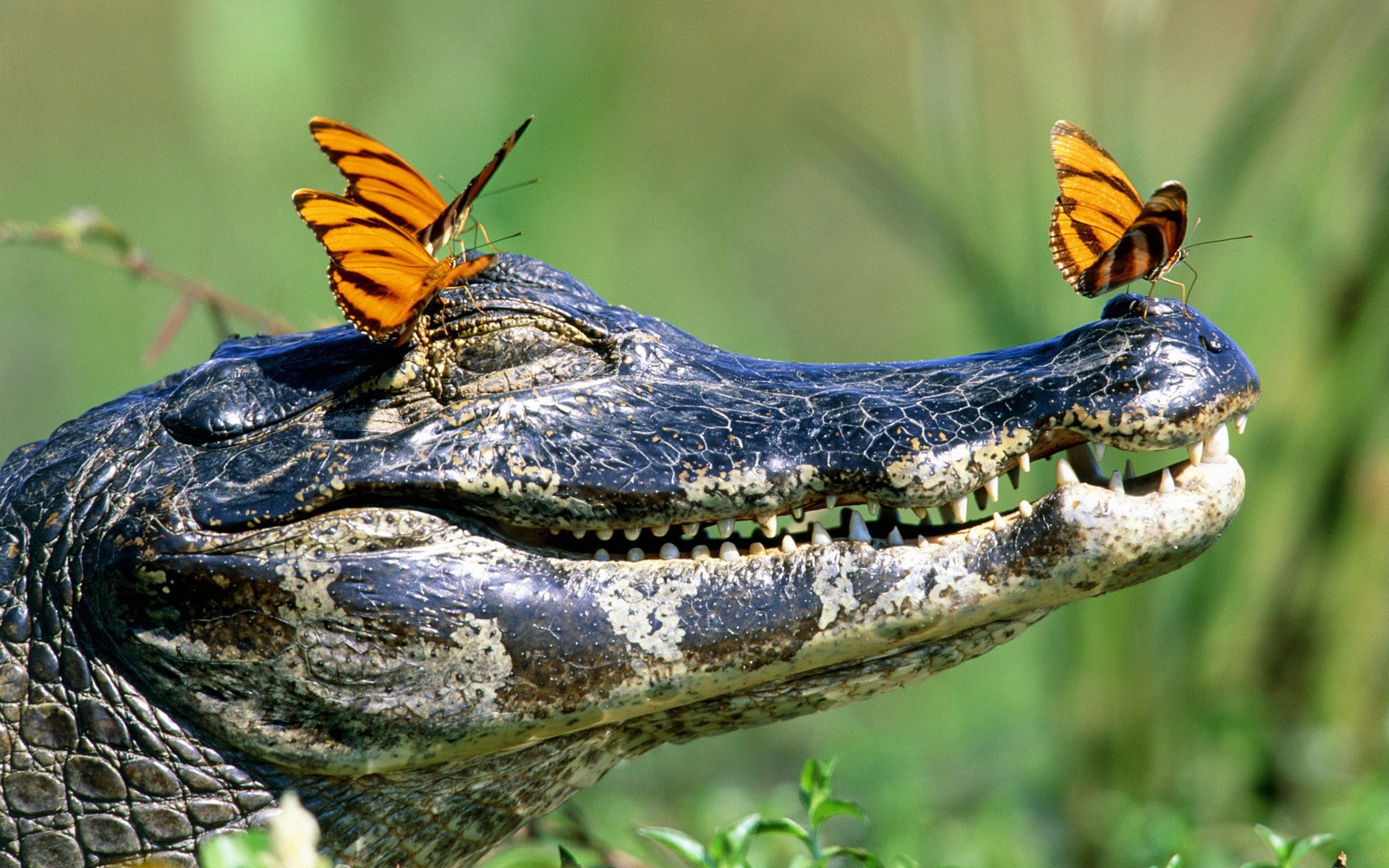 Insects Crocodiles Jaws Reptiles Butterflies Wallpaper