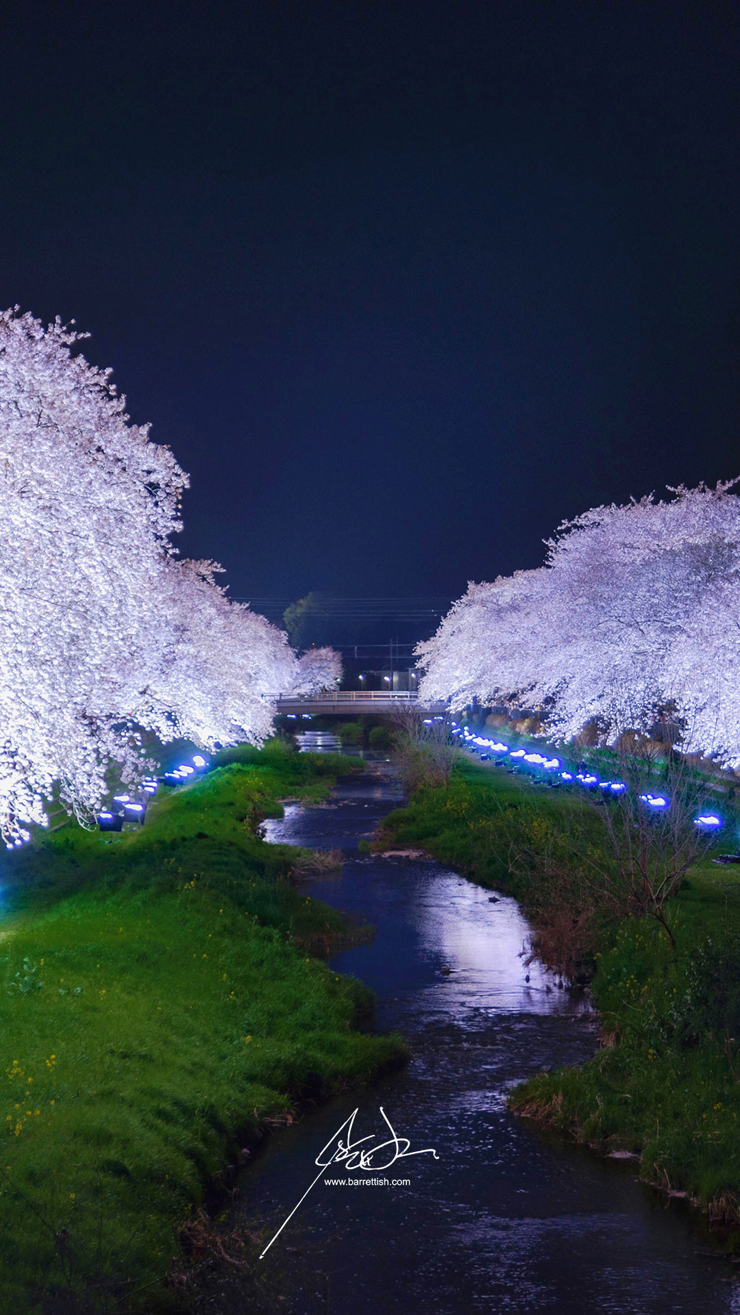Japanese Cherry Blossom Smartphone Wallpaper Barrett