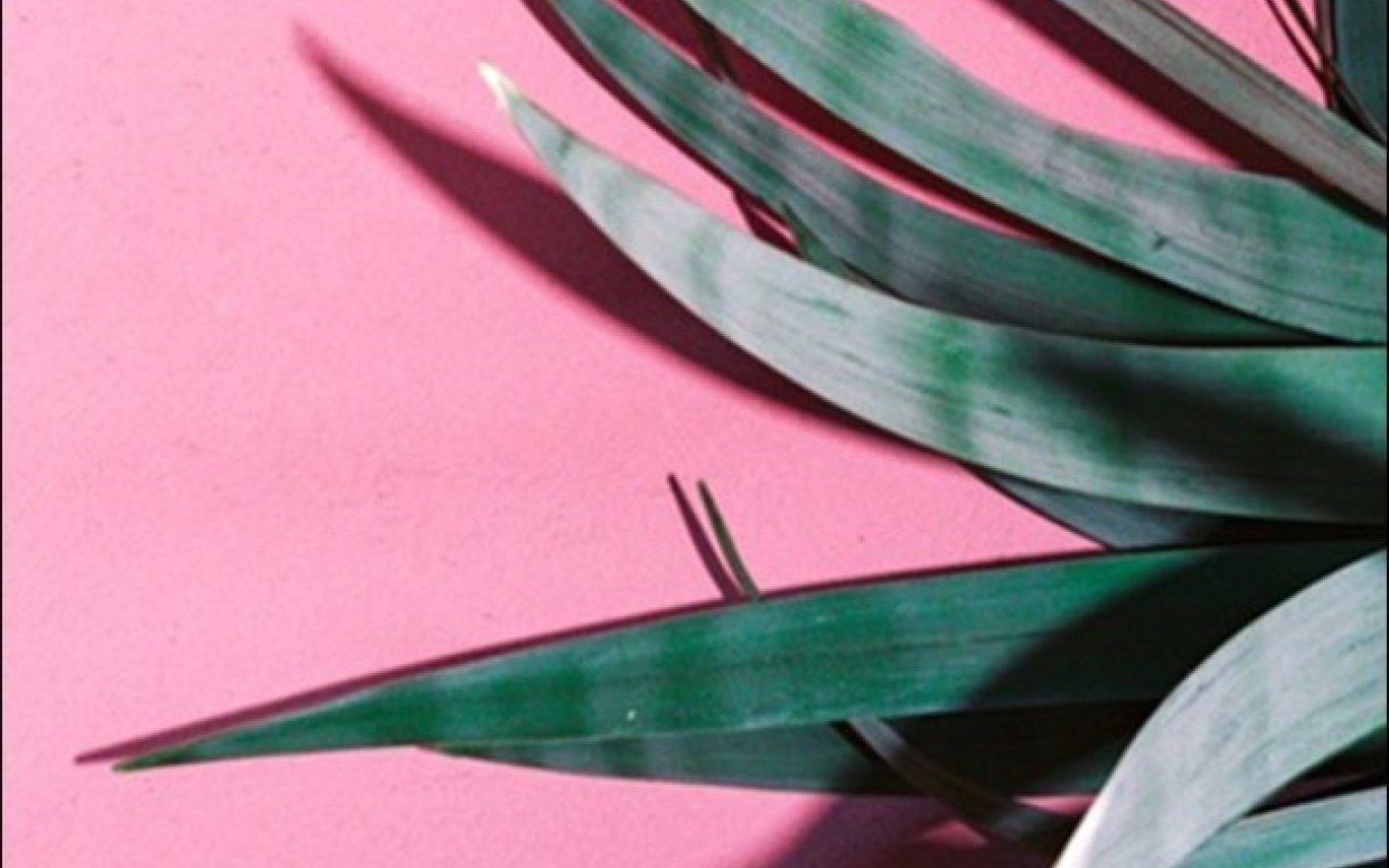 Green Plant Aesthetic Wallpaper On