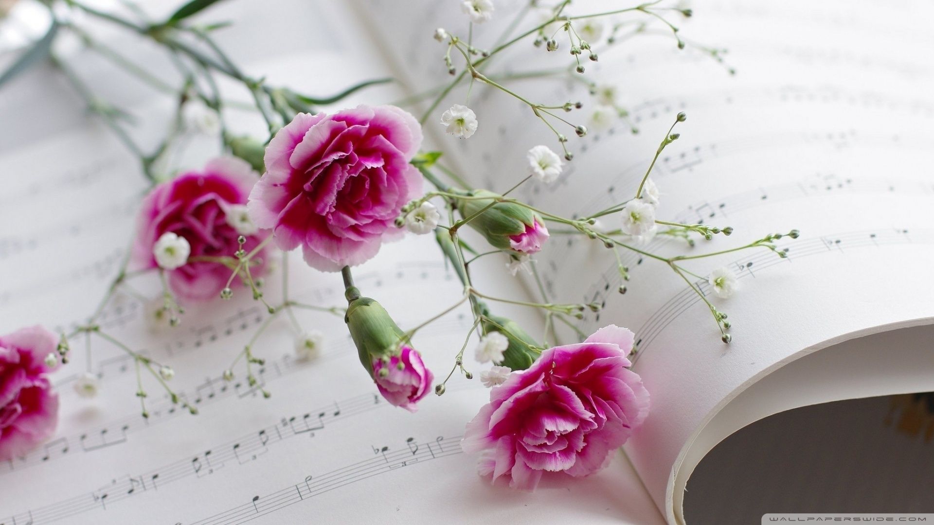 Gn1l8n4 Wallpaper Online Flowers Carnations
