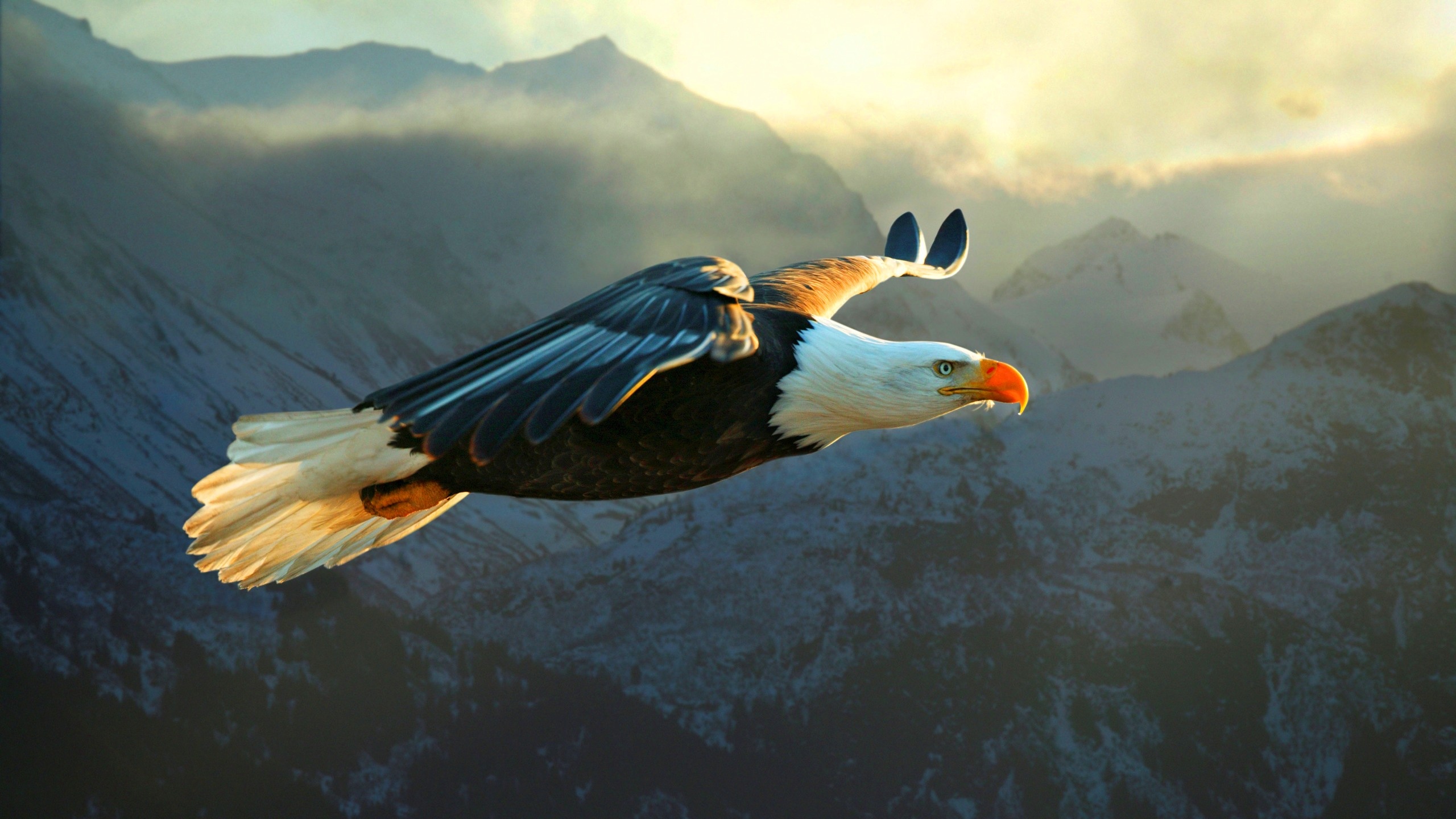 Eagle Fly Above Mountains Wallpaper   DreamLoveWallpapers
