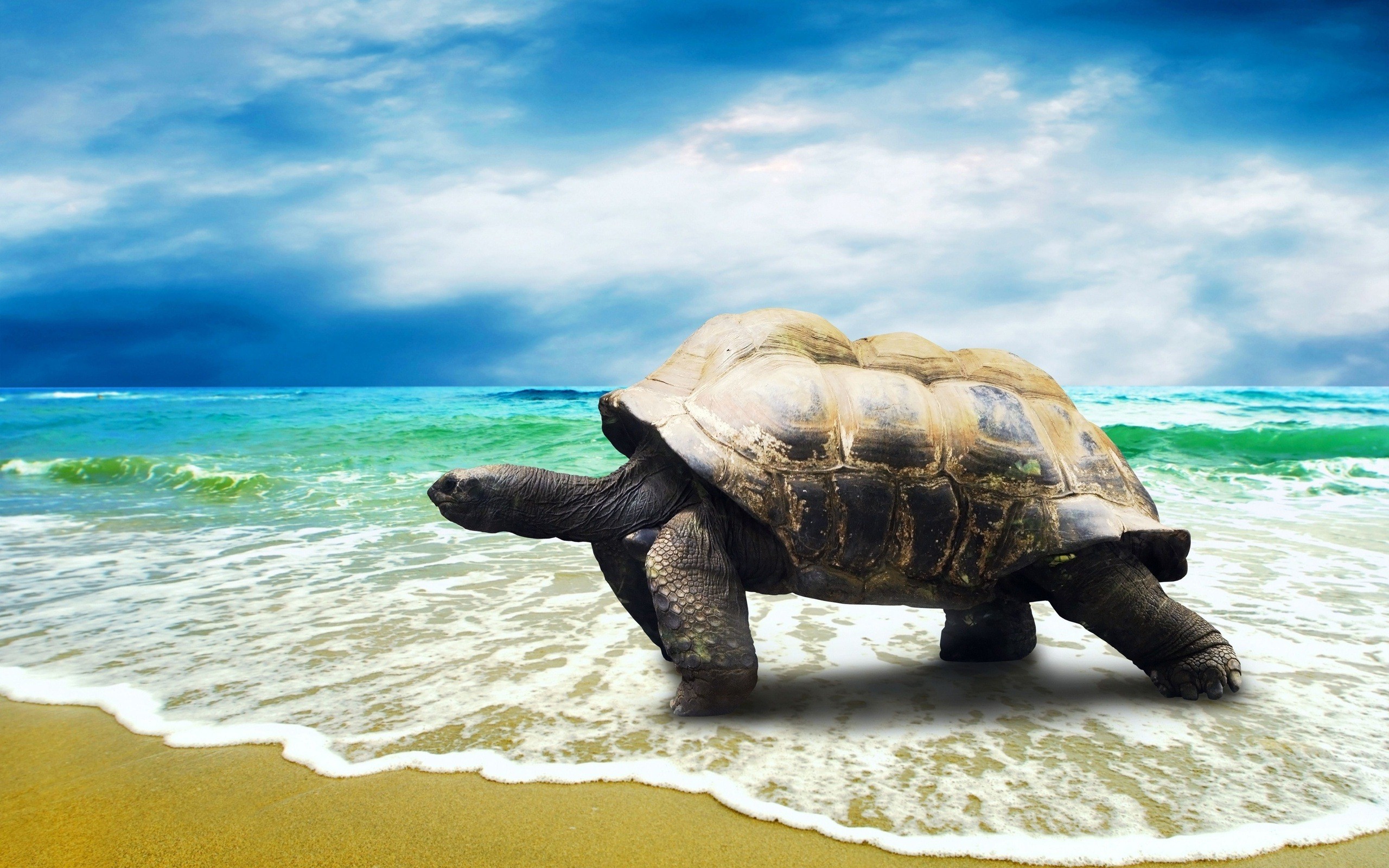 Baby Turtle Wallpaper