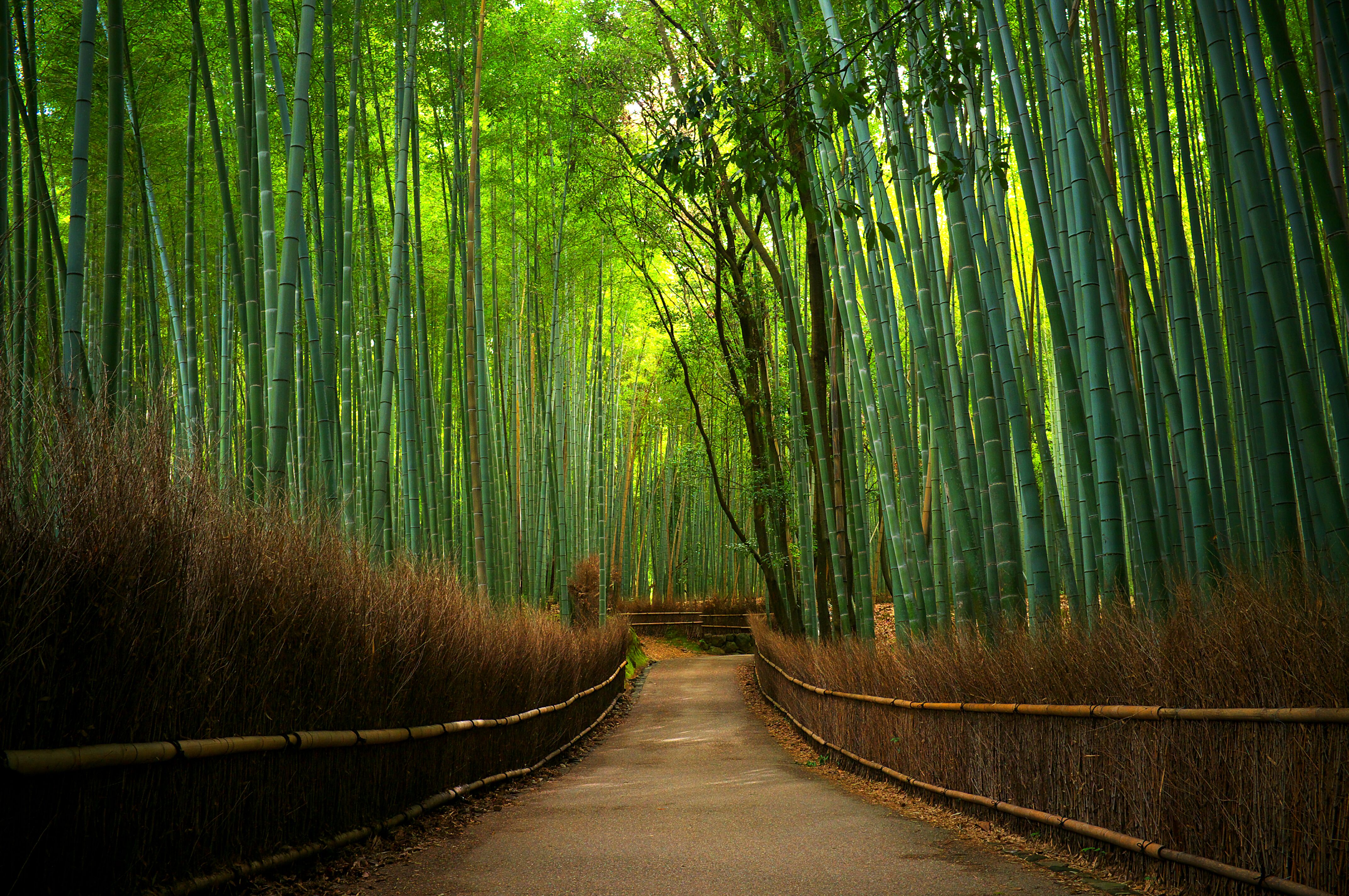 green bamboo wallpapers wallpaper cave on green bamboo forest wallpapers