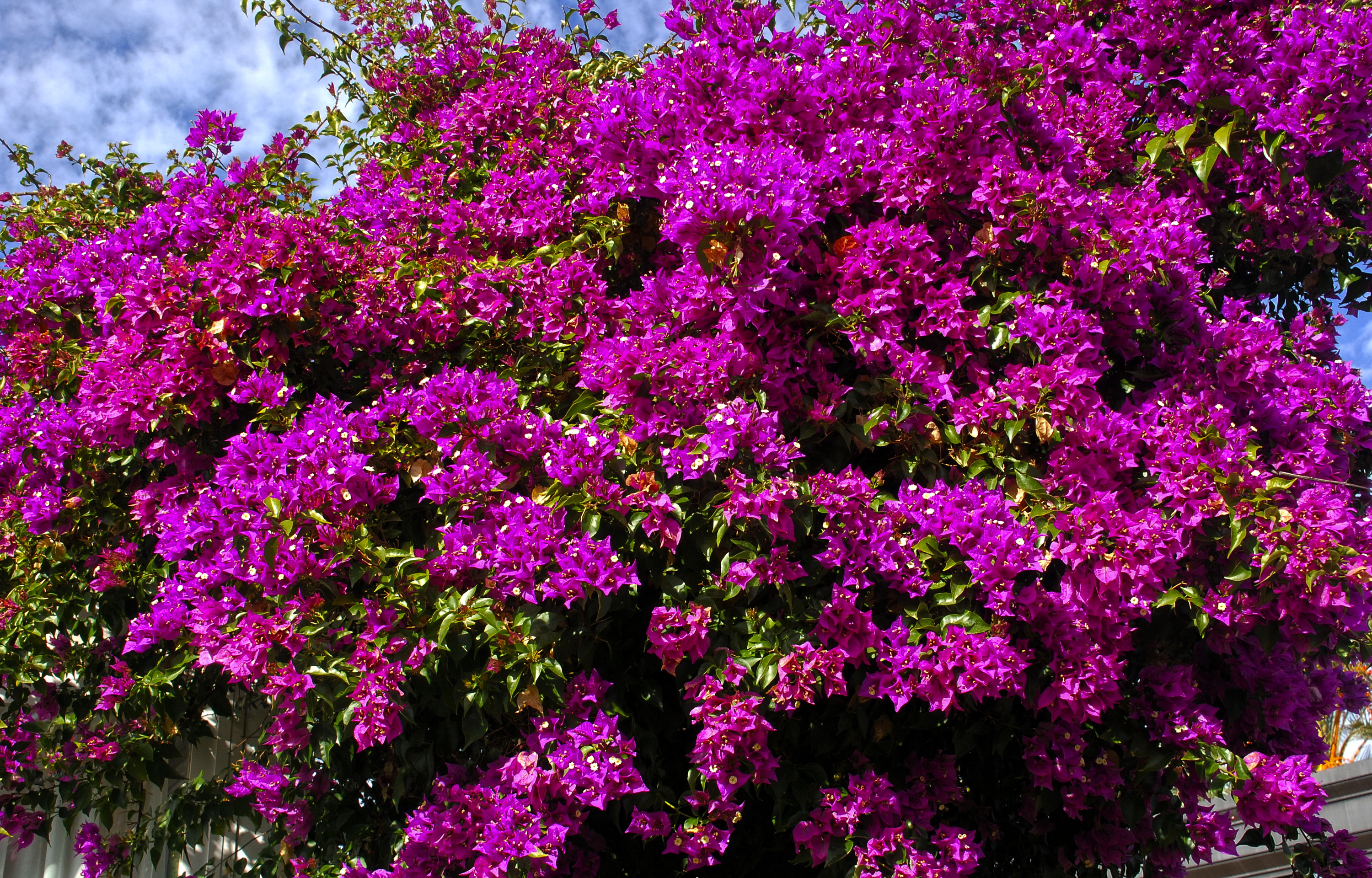 Bougainvillea Wallpaper And Background Image