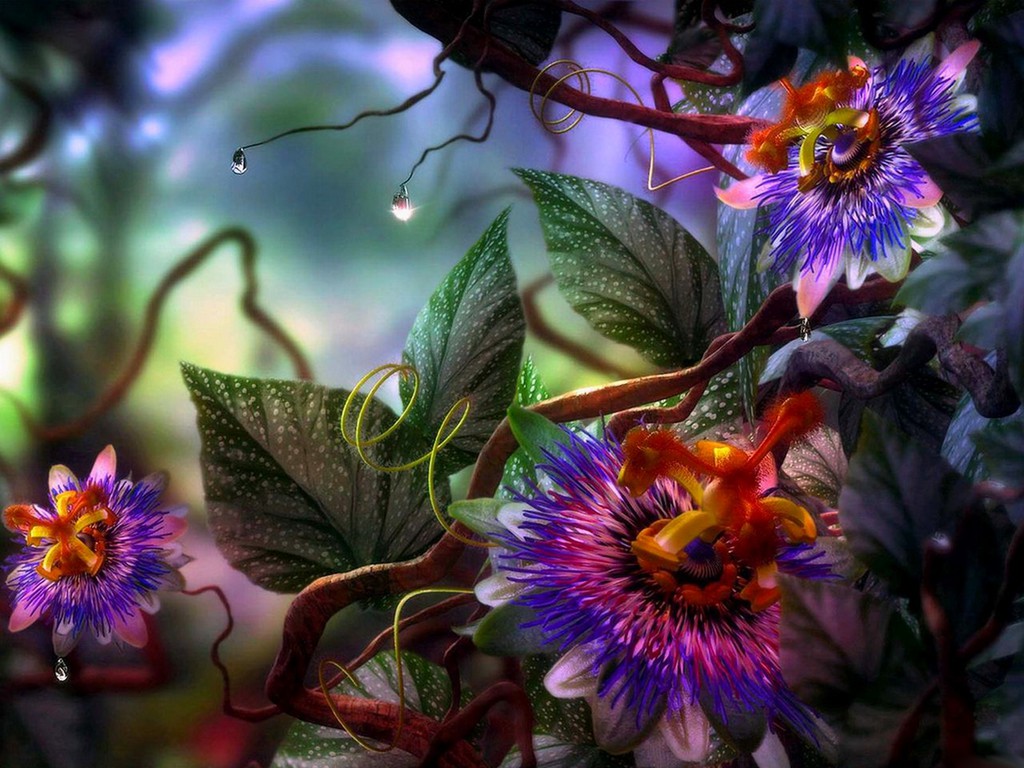 Colourful Nature Multi Color Flowers Wallpaper Pictures HD Destop