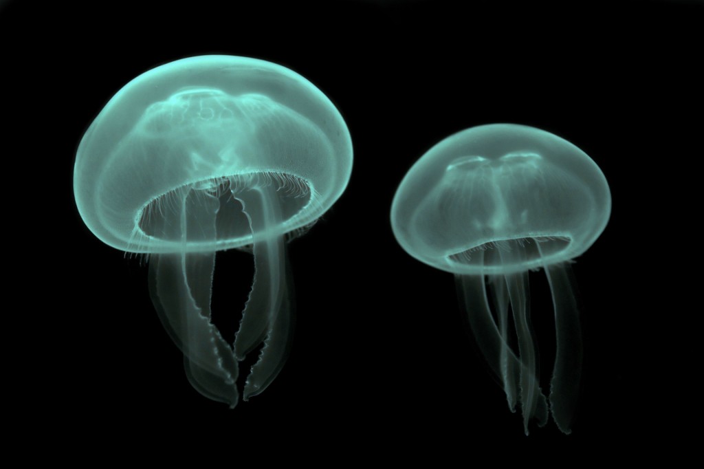 Jellyfish Desktop Wallpaper HD Hot