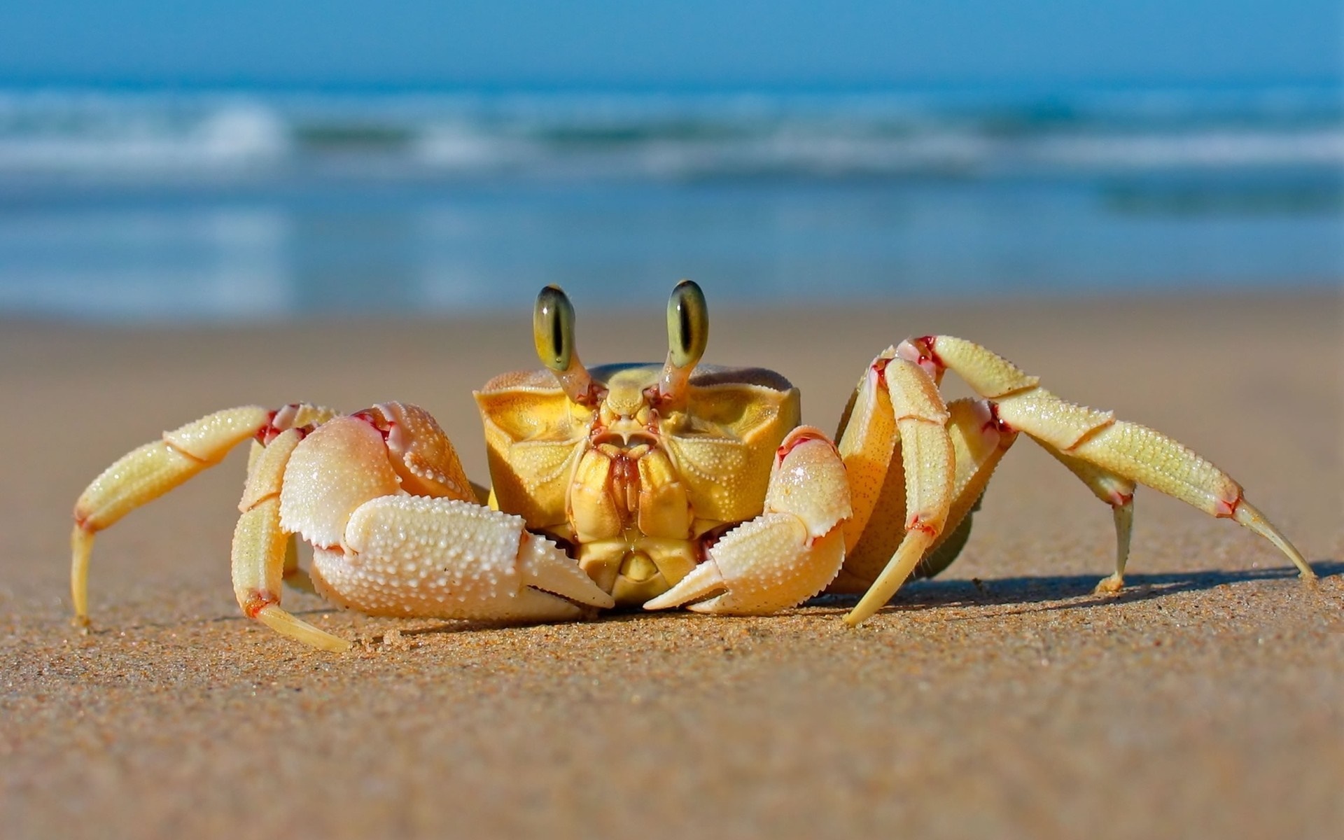 Animals Food Sand Beach Crabs Seafood Crustaceans Crab Fauna Wallpaper