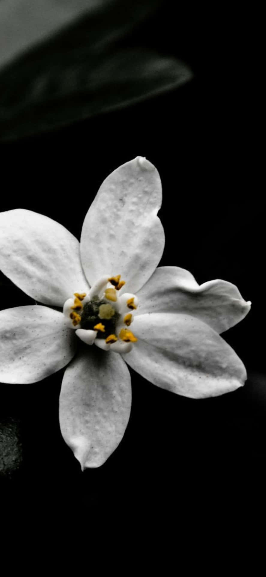 White Flower iPhone Wallpaper