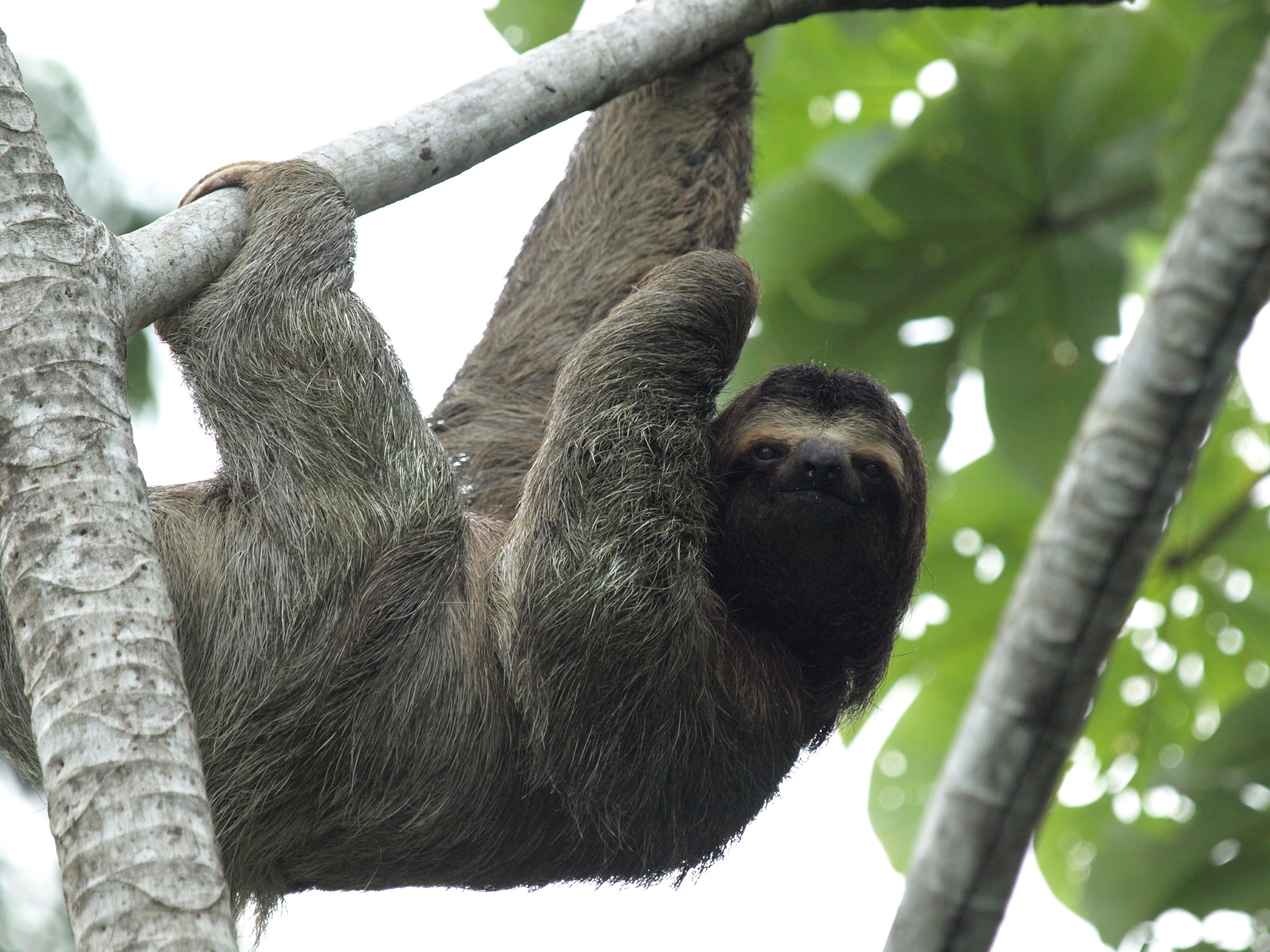 vsco sloth wallpaper